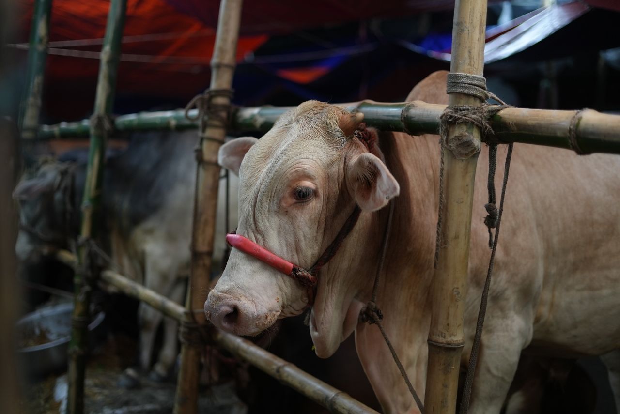 services-01 A cow stands at a livestock market in Dhaka, prepared for Eid al-Adha.